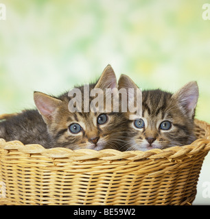 Deux tabby chatons dans le panier Banque D'Images