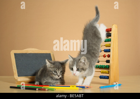 Chat domestique - deux chatons entre tableau et cadre de calcul Banque D'Images