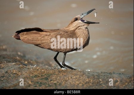 Hamerkop Scopus umbretta (capture de poissons), Réserve de Chasse MalaMala, Parc National Kruger, Afrique du Sud Banque D'Images