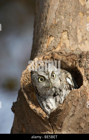 Un petit-duc maculé de l'Est donne de son nid à New York City's Central Park. Banque D'Images