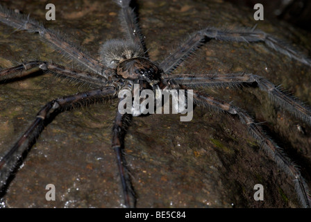 Spider pêche Dolomedes sp sur la roche par stream jambes sur la tension de surface de l'eau Guayacan Provincia de Limón Costa Rica Banque D'Images