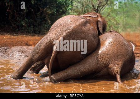 Elephant (Loxodonta africana), l'orphelinat des éléphants de Sheldrick, orphelinat pour éléphants, Nairobi, Kenya, parc de jeu Sud Banque D'Images