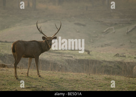 Le Cerf Sambar smart à Pench Tiger Reserve / National / sanctuaire dans le Madhya Pradesh , en Inde. Banque D'Images