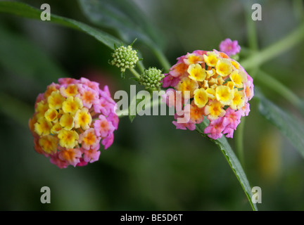 Drapeau espagnol, Lantana camara, Verbenaceae, tropicales en Amérique centrale et du Sud Banque D'Images