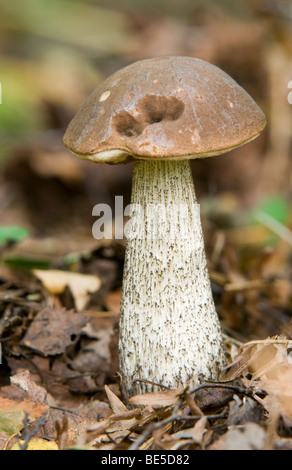 Bouleau brun Le Guide des champignons (bolets) Banque D'Images