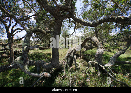 Les arbres (Acacia koa koa) à environ 4000 pieds d'élévation sur ranch privé des terres dans le sud Kona, Hawaii Banque D'Images