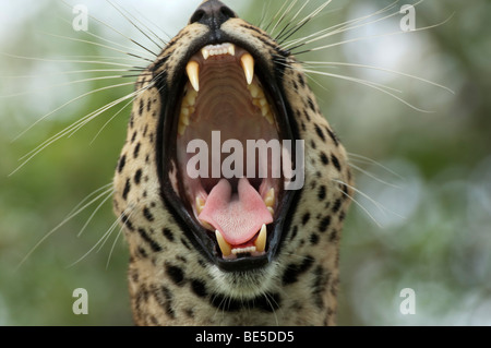 Le bâillement de Leopard (Panthera pardus), Sabi Sands, parc national Kruger, Afrique du Sud Banque D'Images