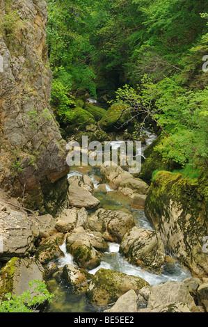 Gorges de l'Areuse Areuse, Gorge, Neuchâtel, Jura, Suisse, Europe Banque D'Images