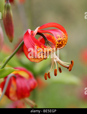 Turk's Cap Lily, Lily, Lily Marais Turban ou American Tiger Lily, Lilium superbum, Liliaceae, USA, Amérique du Nord Banque D'Images