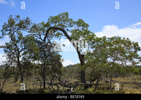 Les arbres (Acacia koa koa) à environ 4000 pieds d'élévation sur ranch privé des terres dans le sud Kona, Hawaii Banque D'Images