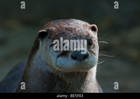 Close-up d'une loutre du Canada Banque D'Images