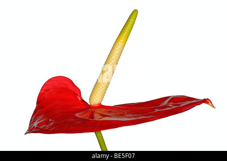 Anthurium andreanum Anthurium (() Banque D'Images