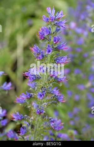 Vipérine commune, la vipère Blueweed ou Blue Devil, Echium vulgare, Boraginacées, Europe Banque D'Images