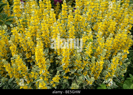 Ou Panaché jaune tacheté, la Salicaire Fleurs Cercle 'Alexander', Lysimachia punctata, Myrsinaceae (Primulaceae), l'Europe. Banque D'Images