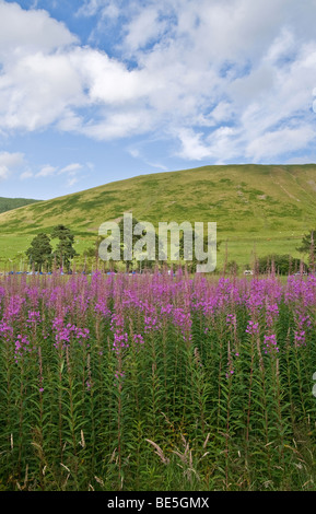 Rosebay Willowherb (Epilobium augustifolium) en fleurs dans la vallée de l'achillée, Scottish Borders, Scotland, UK Banque D'Images