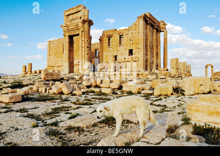 Temple de Baal Shamin dans les ruines de la Palmyre Tadmor, site archéologique, la Syrie, l'Asie Banque D'Images