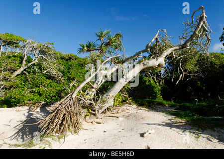 Pandanus palmier sur la plage de l'île Heron, Capricornia Cays National Park, Grande Barrière de Corail, Queensland, Australie Banque D'Images