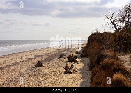 L'érosion de la côte entre Covehithe et Benacre près de Southwold, Suffolk, Angleterre, Royaume-Uni. Banque D'Images