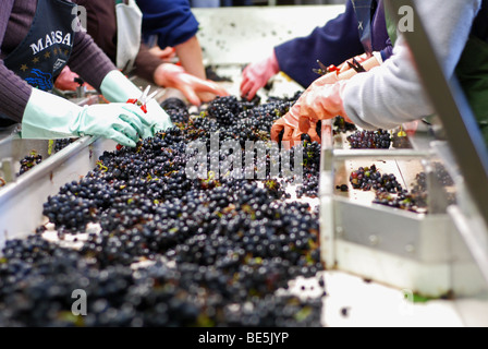 Le tri pinot noir à Olivier Leflaive, Puligny-Montrachet, Côte d'Or, France Banque D'Images