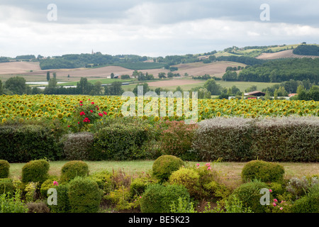 Vue sur les champs de tournesols en Lot et Garonne, Aquitaine France Banque D'Images