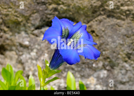 Gentiane acaule bleu (Gentiana acaulis, Alpes, Europe Banque D'Images