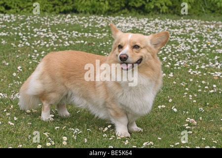 Pembroke Welsh Corgi debout sur un pré, sur le côté Banque D'Images