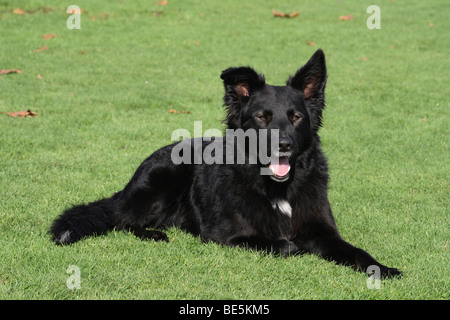 Border Collie - hybride Berger couché sur un pré Banque D'Images