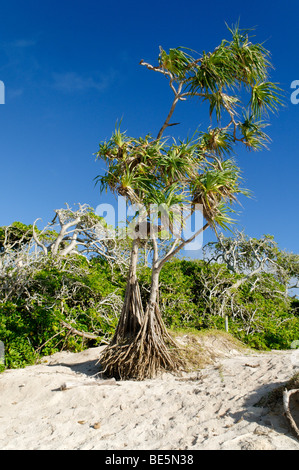 Pandanus palmier sur la plage de l'île Heron, Capricornia Cays National Park, Grande Barrière de Corail, Queensland, Australie Banque D'Images