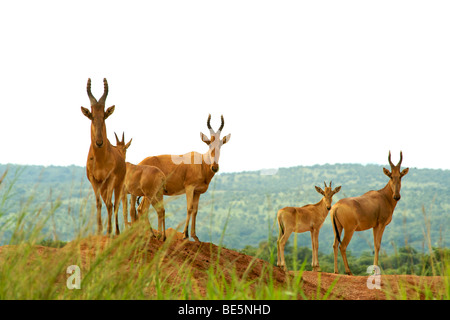 Jackson's des bubales dans Murchison Falls National Park dans l'Ouganda. Banque D'Images