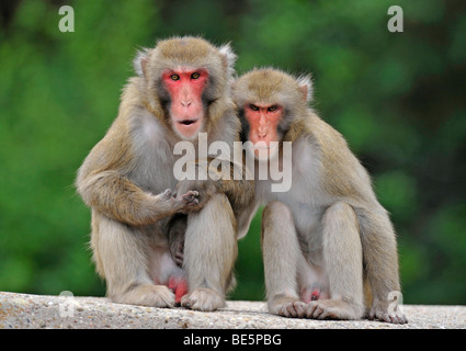 Le Macaque japonais (Macaca fuscata) Banque D'Images