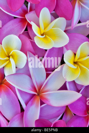 Le rouge et jaune plumeria ou frangipanier). Kauai, Hawaii. Banque D'Images