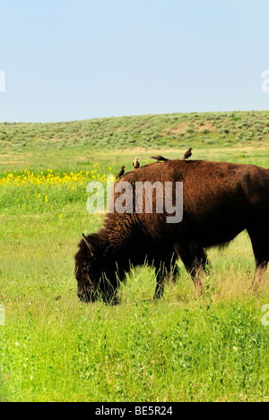 Avec un bison femelle sur le dos fait paître dans un champ de tournesol dans le sud-ouest de Kansas Banque D'Images