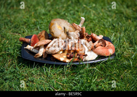 Les champignons, fraîchement cueilli, sur une plaque en plastique noir dans l'herbe Banque D'Images