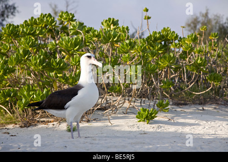 Albatros de Laysan (Phoebastria immutabilis) dans Naupaka arbustes sur la plage d'une île du Pacifique Nord Banque D'Images