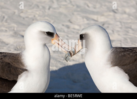 Laysan Albatros paire courrant sur une plage dans Midway Atoll Banque D'Images