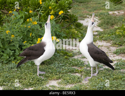 Paire d'albatros Laysan courrant sur l'atoll Midway Banque D'Images