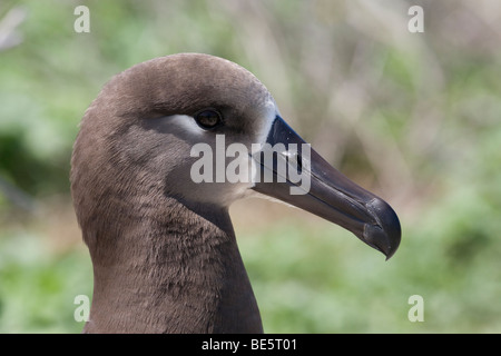 Albatros à pieds noirs (Phoebastria nigripes) Banque D'Images