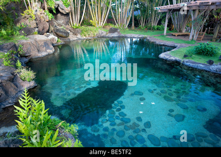 Étang et jardin à Na Aina Kai Botanical Gardens. Kauai, Hawaii Banque D'Images