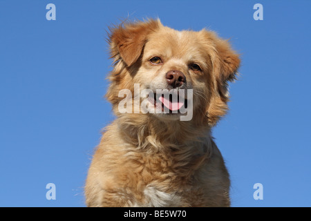 Spitz allemand - Chihuahua hybride, portrait contre ciel bleu Banque D'Images