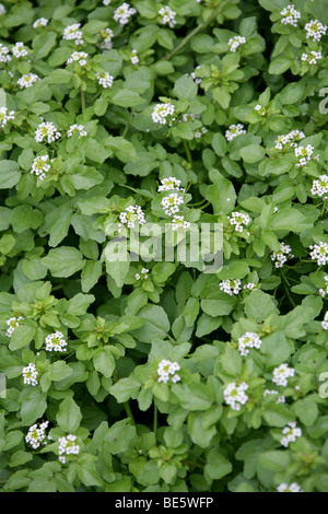 Watercresson Sauvage, Naturtium Officinale, Brassicaceae. ROYAUME-UNI Banque D'Images