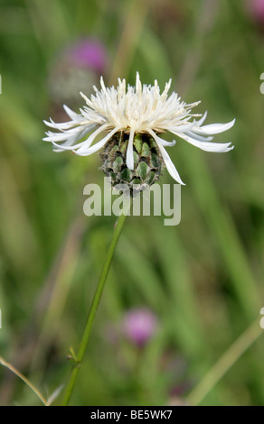 Variation Blanche De La Plus Grande Knapweed, Centaurea Scabiosa, Asteraceae (Compositae). ROYAUME-UNI Banque D'Images