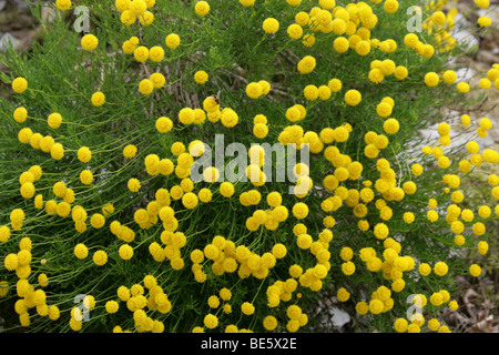 Coton lavande, Santoline, rosmarinifolia Asteraceae (Compositae), originaire de la région méditerranéenne, l'Europe. Banque D'Images