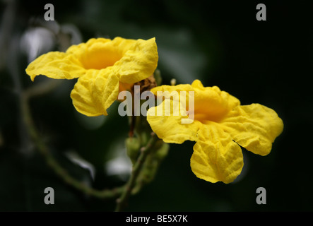 Vigne trompette jaune, Adenocalymna comosum, Bignoniaceae Jacaranda (famille), syn Bignonia comosa, Brésil, Amérique du Sud. Banque D'Images