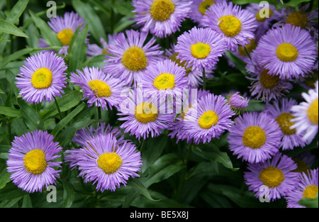 Bord De Mer Fleabane Ou Seaside Daisy, Erigeron Glucus, Asteraceae. Royaume-Uni, Europe Banque D'Images