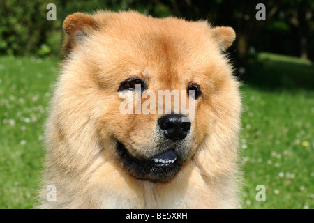 Portrait of a male Chow Chow chien dans le jardin Banque D'Images