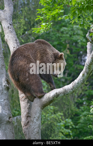 Ours brun (Ursus arctos) dans un arbre, dans un espace clôturé dans le Parc National de la forêt bavaroise, Bavaria, Germany, Europe Banque D'Images