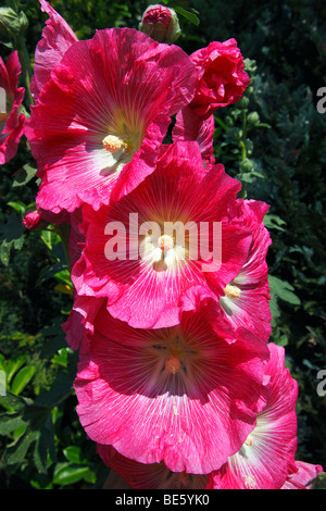 Rose Trémière commune rouge (Alcea rosea) (Althaea rosea) Banque D'Images