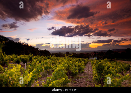 Coucher de soleil sur le vignoble de Gigondas, Provence France Banque D'Images