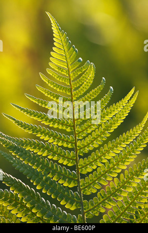 La Fougère mâle (Dryopteris filix-mas), rétroéclairé feuilles au soir lumière Banque D'Images