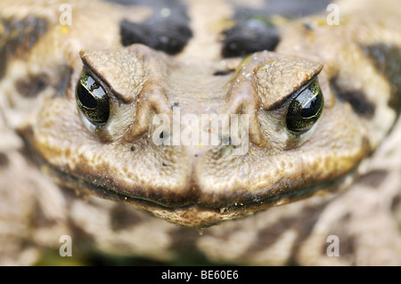 Crapaud Aga ou une canne (Bufo marinus Rhinella marina) Banque D'Images